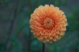 Hospizgruppe Freiburg e. V.