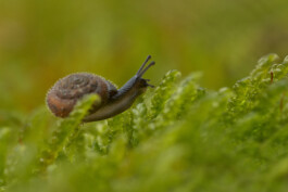 Hospizgruppe Freiburg e. V.
