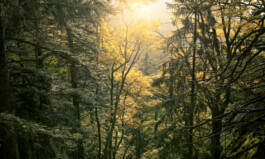 Hospizgruppe Freiburg e. V.