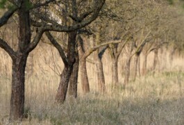 Hospizgruppe Freiburg e. V.