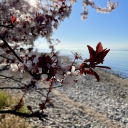 Hospizgruppe Freiburg e. V.